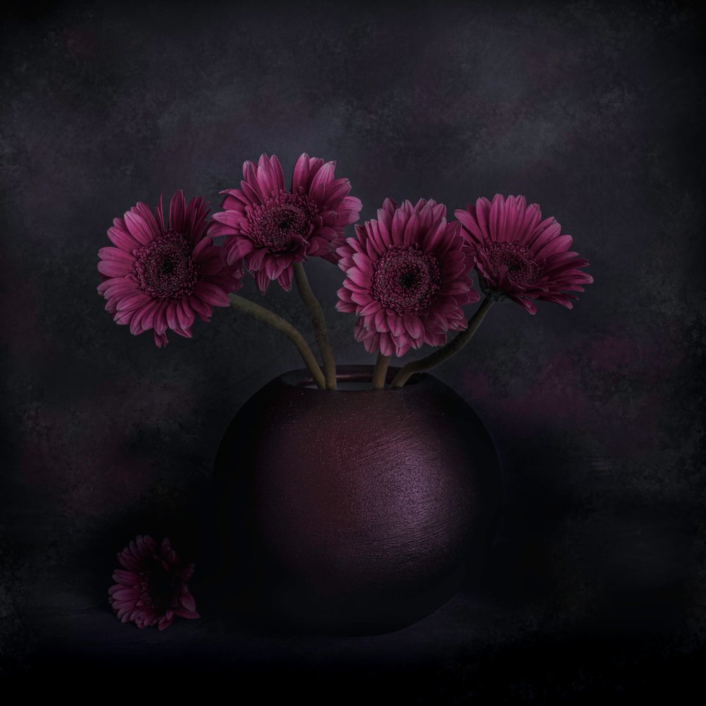 Tumma gerbera -asetelma tekijältä Cicek Kiral