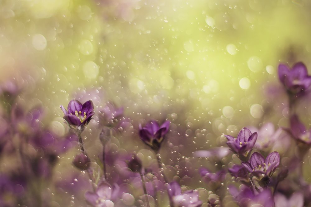  tekijältä Delphine Devos