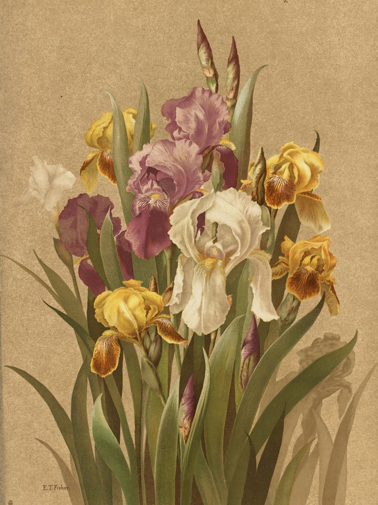Fleur De Lis, nro 3 tekijältä Ellen Thayer Fisher