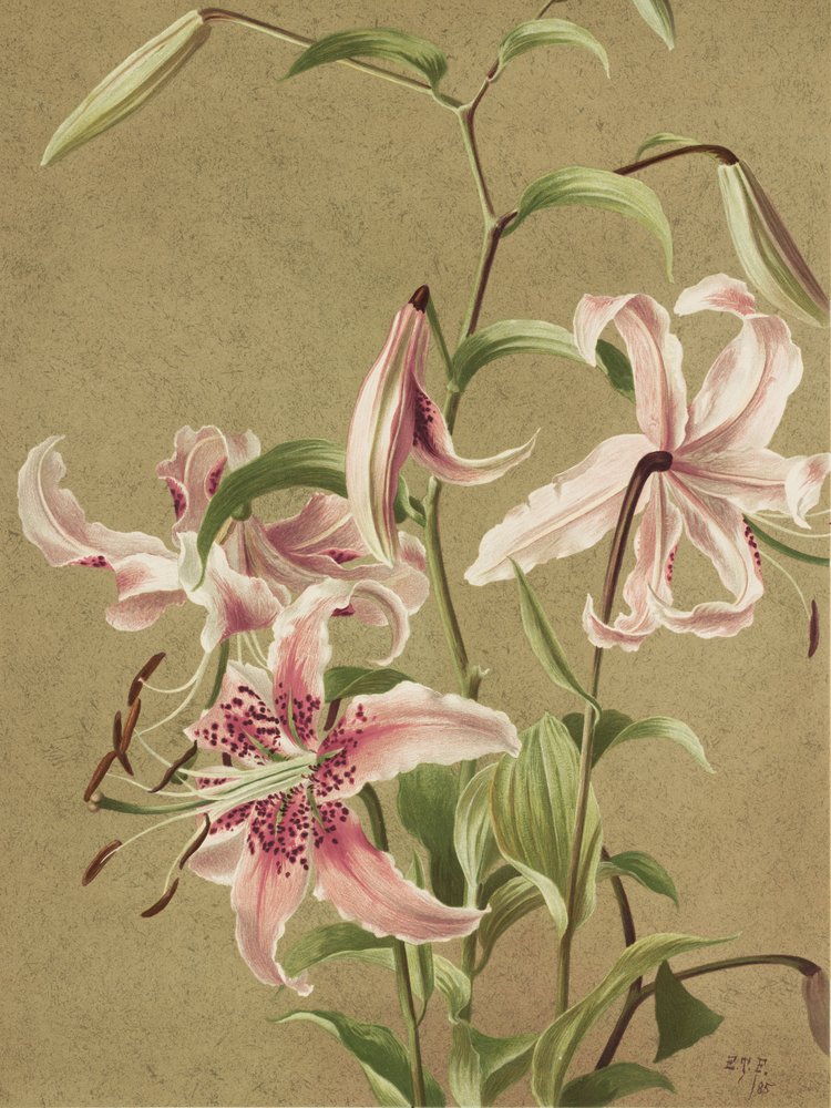 Japan Lily, kirjoittanut Ellen Thayer Fisher tekijältä Ellen Thayer Fisher