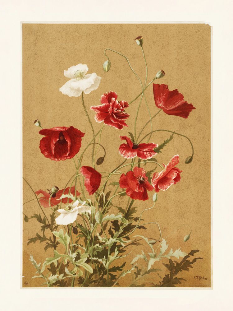 Poppies nro 3, Ellen Thayer Fisher tekijältä Ellen Thayer Fisher
