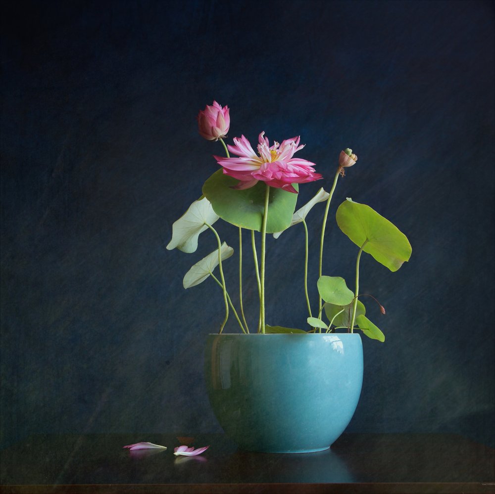Pink Lotus Radiance tekijältä Fangping Zhou