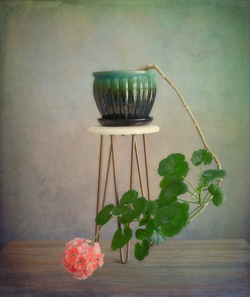 Trailing Geranium Bloom tekijältä Fangping Zhou