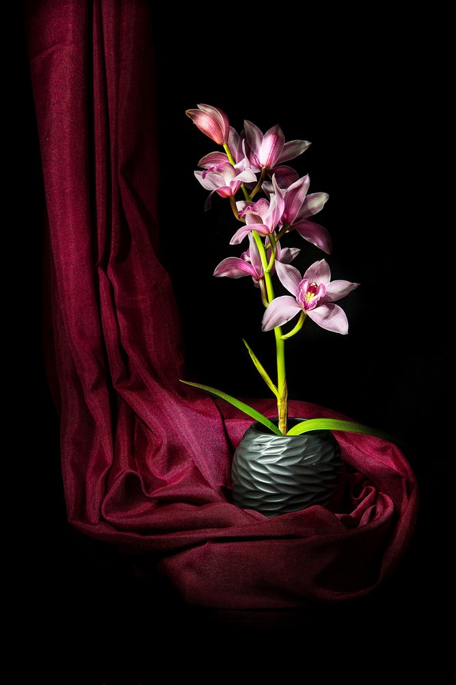 Elegantti vaaleanpunainen orkidea tekijältä Felice Angelino