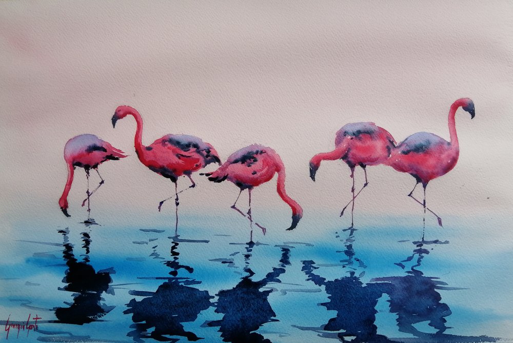 Vesissä kahlailevat vaaleanpunaiset flamingot tekijältä Giorgio Gosti