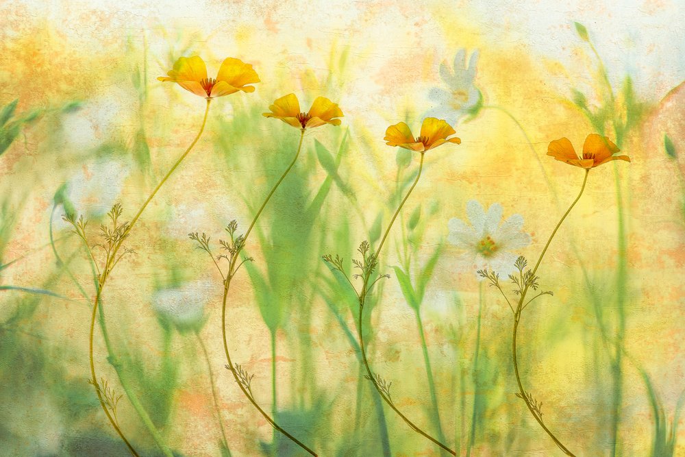 Unenomaiset kesäkukat tekijältä Hilda van der Lee