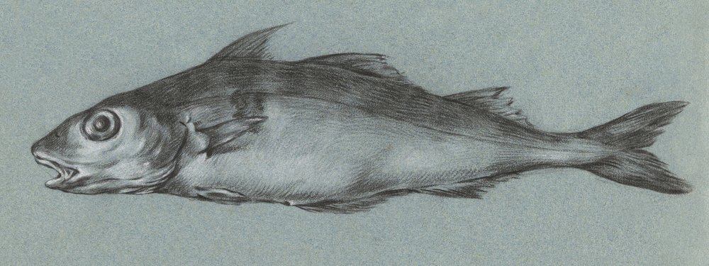 Fish Green (1775–1833) tekijältä Jean Bernard