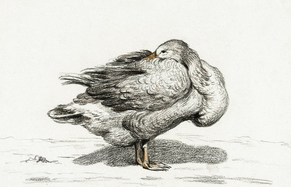 Hanhi (1816) tekijältä Jean Bernard