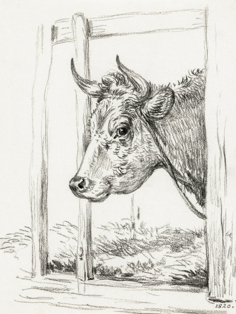 Lehmän pää (1820) tekijältä Jean Bernard