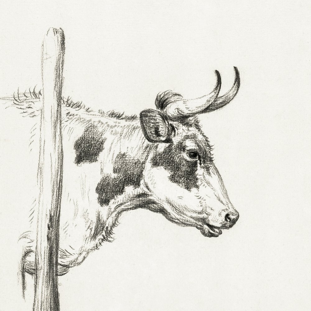 Lehmän pää, oikealle katsova (1820) tekijältä Jean Bernard
