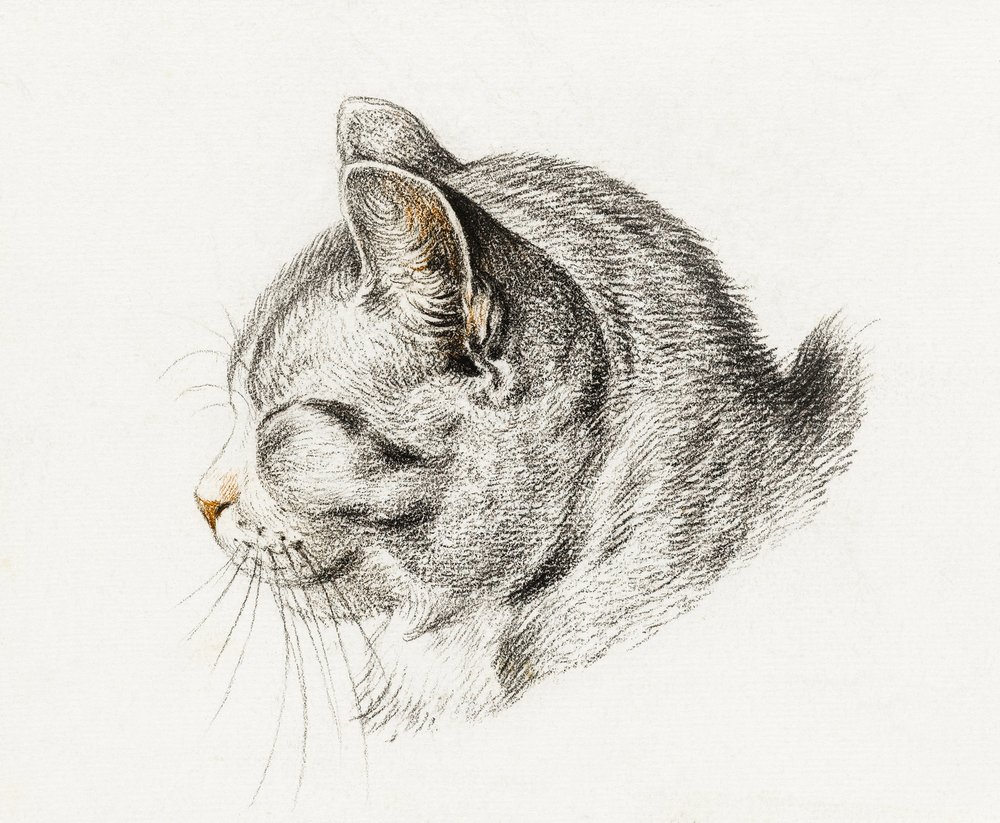 Kissan luonnos (1813) tekijältä Jean Bernard