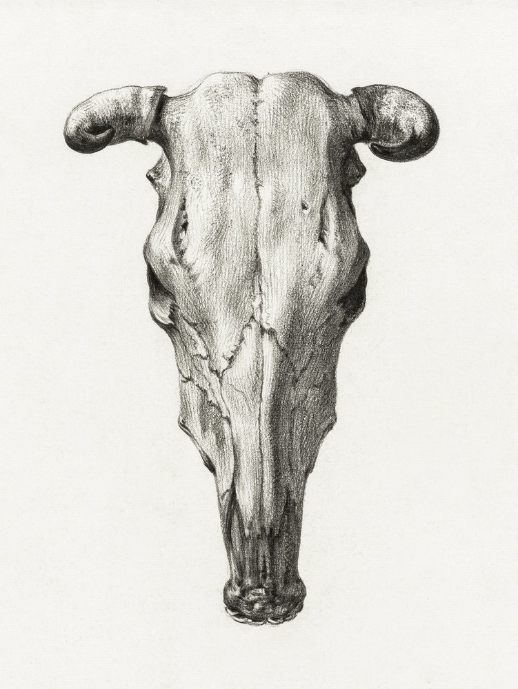 Lehmän kallo, etunäkymä (1816) tekijältä Jean Bernard