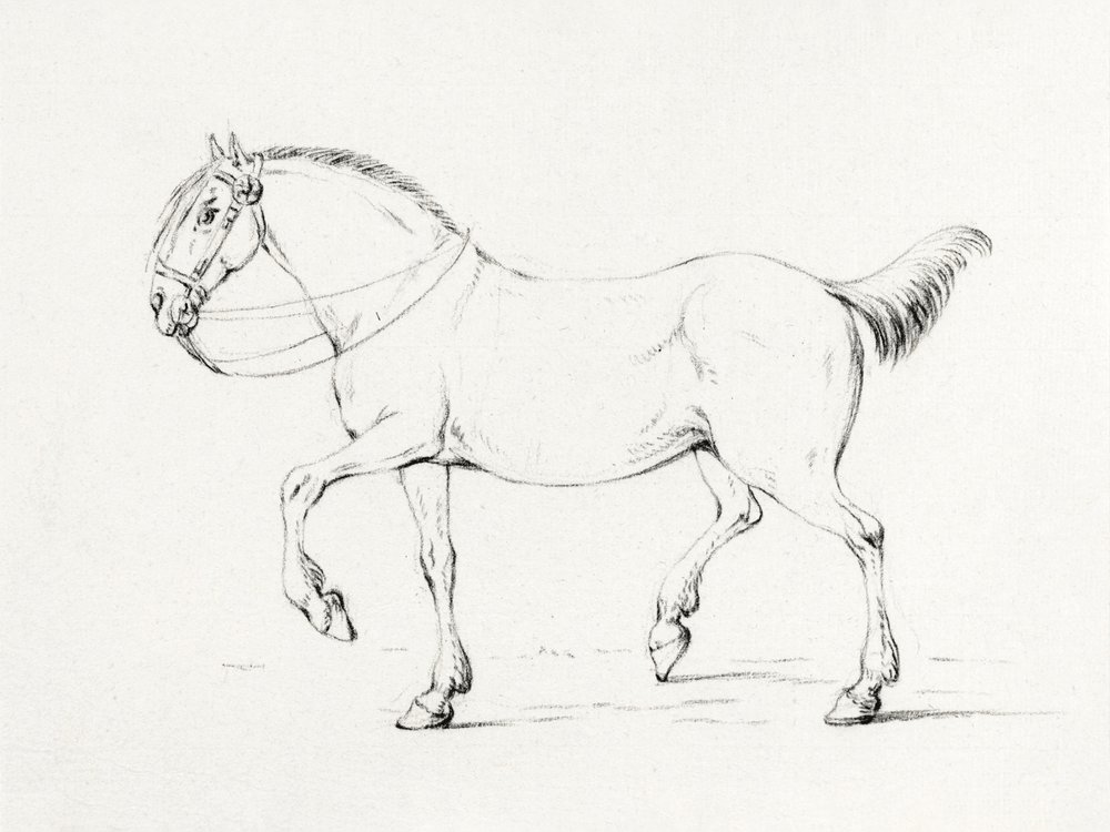 Stepping Horse (1775–1833) tekijältä Jean Bernard