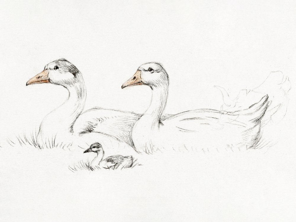 Kaksi hanhea poikasen kanssa (1775–1833) tekijältä Jean Bernard
