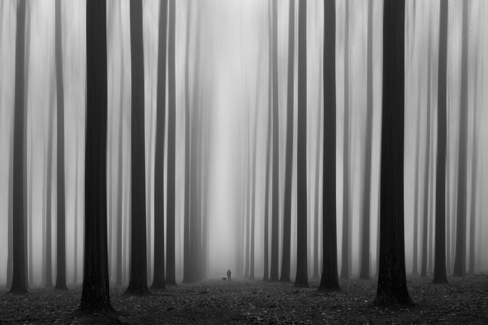 Sumuisen metsän polku tekijältä Jochen Bongaerts