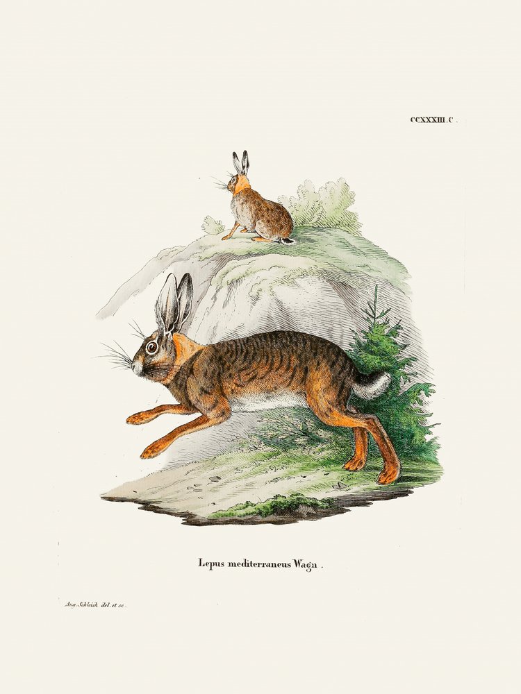 Cape Hare  Kirjoittanut Johann Christian Daniel Von Schreber. tekijältä Johann Christian Daniel Von Schreber