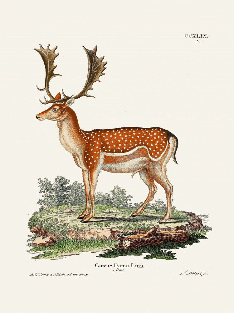 Eurooppalainen kuusipeura  Kirjoittanut Johann Christian Daniel von Schreber. tekijältä Johann Christian Daniel Von Schreber