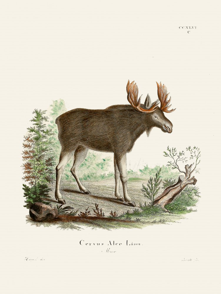 Moose, kirjoittanut Johann Christian Daniel von Schreber. tekijältä Johann Christian Daniel Von Schreber