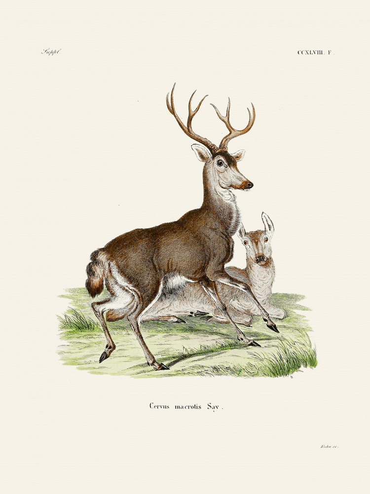 Mule Deer, Johann Christian Daniel von Schreber. tekijältä Johann Christian Daniel Von Schreber