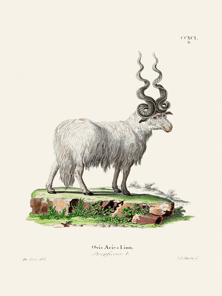 Ovis Aries, kirjoittajat Johann Andreas Wagener ja Johann Christian Daniel Von Schreber. tekijältä Johann Christian Daniel Von Schreber