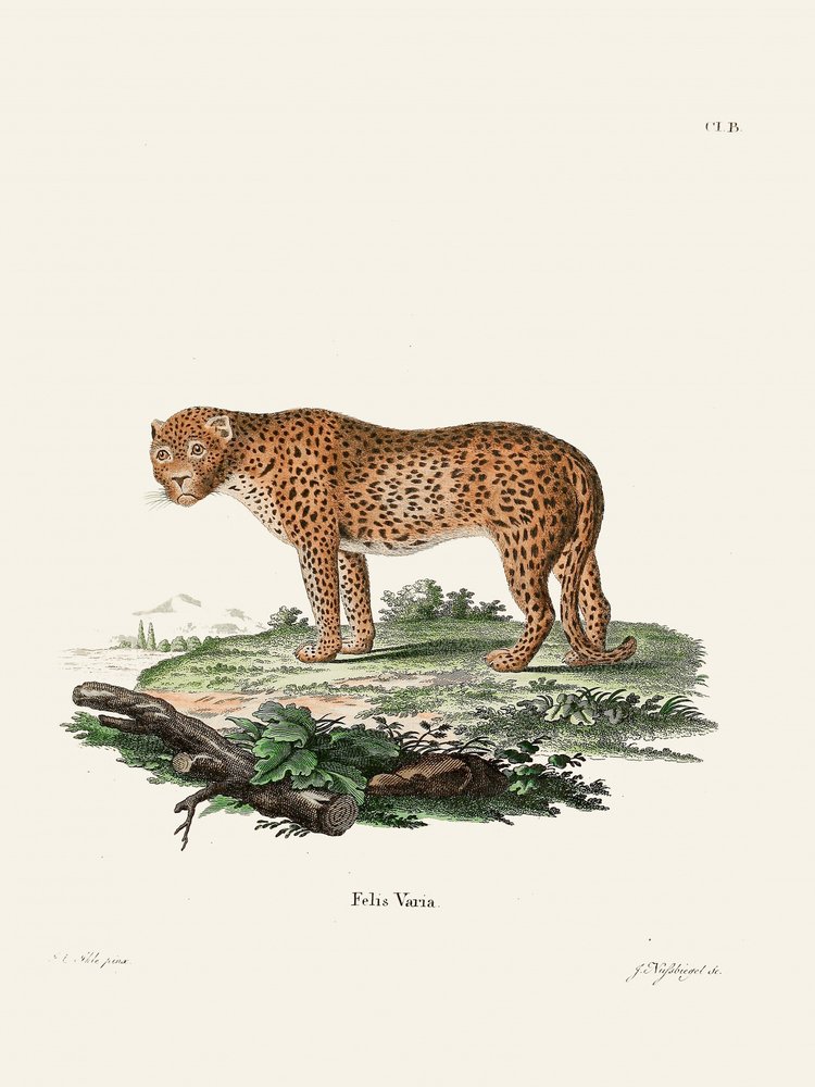 Panther, kirjoittanut Johann Christian Daniel von Schreber. tekijältä Johann Christian Daniel Von Schreber
