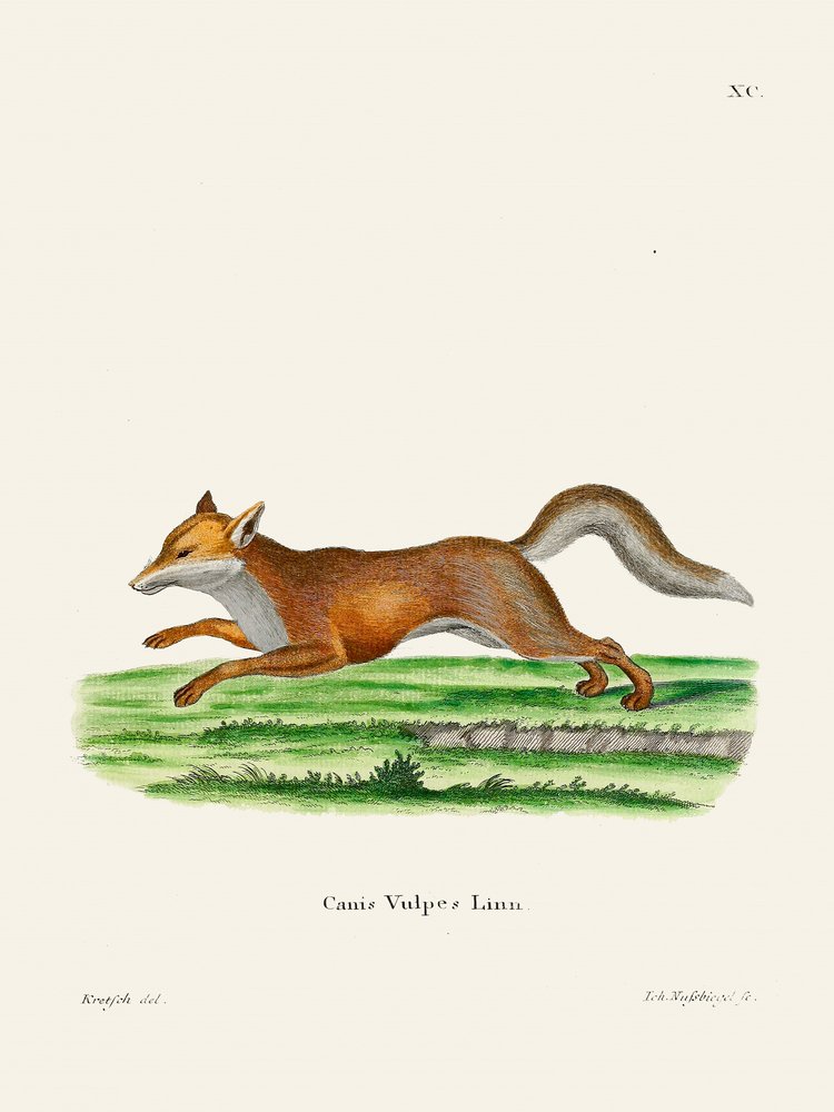 Red Fox, kirjoittanut Johann Christian Daniel von Schreber. tekijältä Johann Christian Daniel Von Schreber