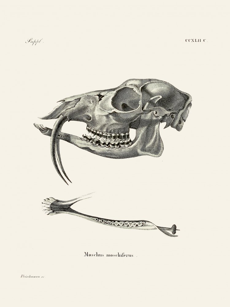 Siperian myskikauris, kirjoittajat Johann Andreas Wagener ja Johann Christian Daniel von Schreber. tekijältä Johann Christian Daniel Von Schreber