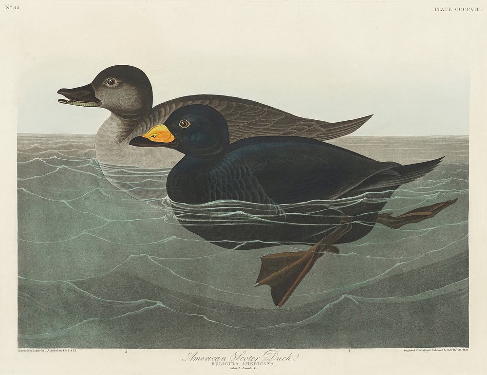  tekijältä John James Audubon