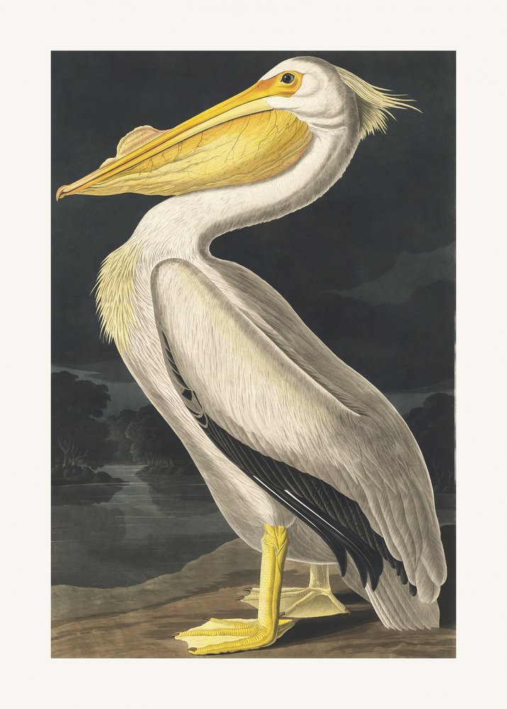  tekijältä John James Audubon
