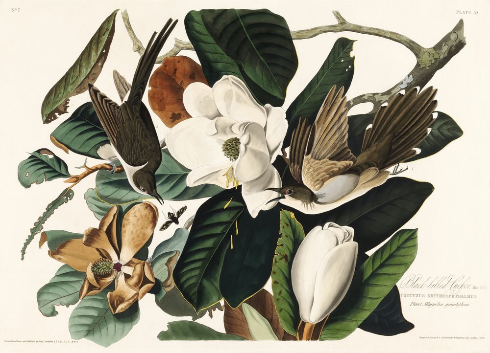  tekijältä John James Audubon