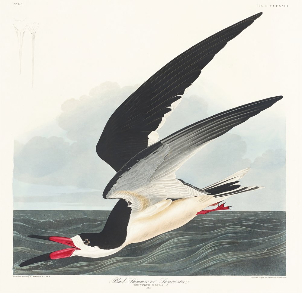  tekijältä John James Audubon