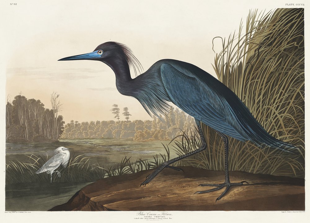  tekijältä John James Audubon