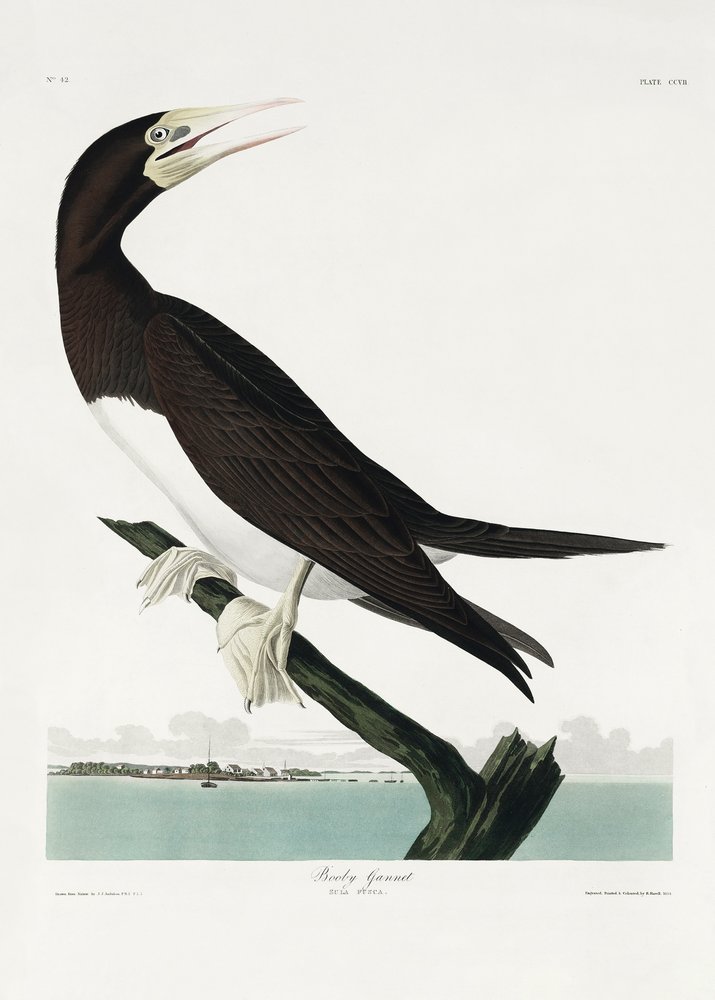  tekijältä John James Audubon