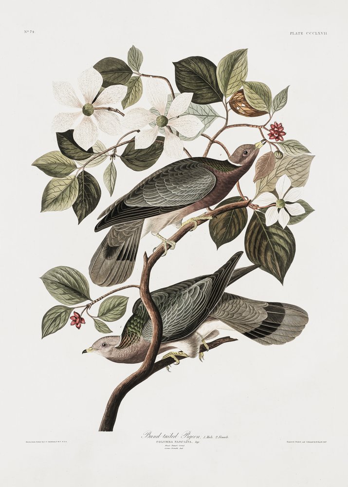  tekijältä John James Audubon