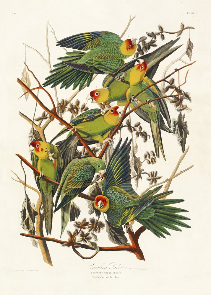  tekijältä John James Audubon