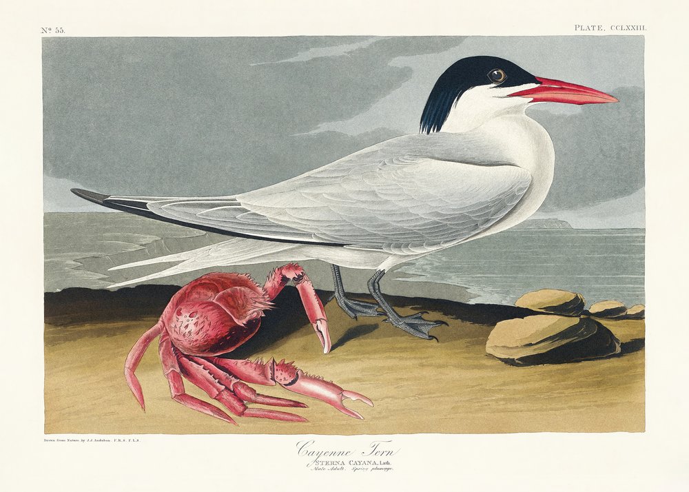  tekijältä John James Audubon