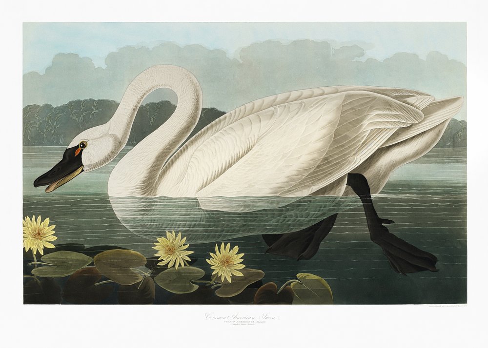  tekijältä John James Audubon