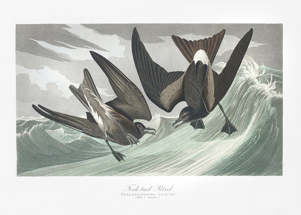  tekijältä John James Audubon