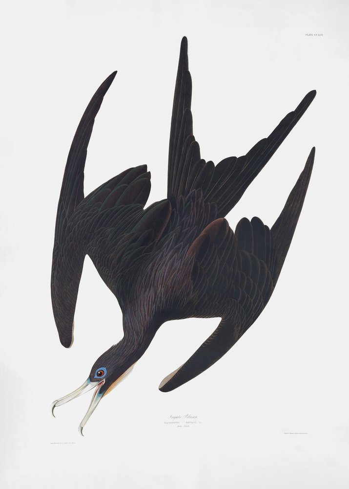  tekijältä John James Audubon