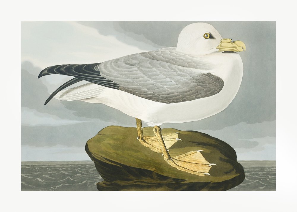  tekijältä John James Audubon