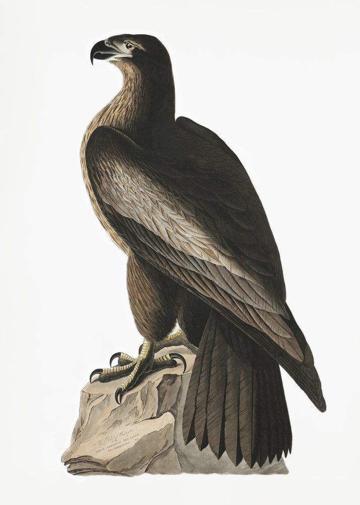  tekijältä John James Audubon