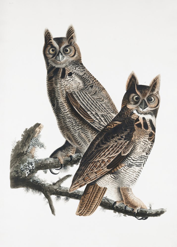  tekijältä John James Audubon