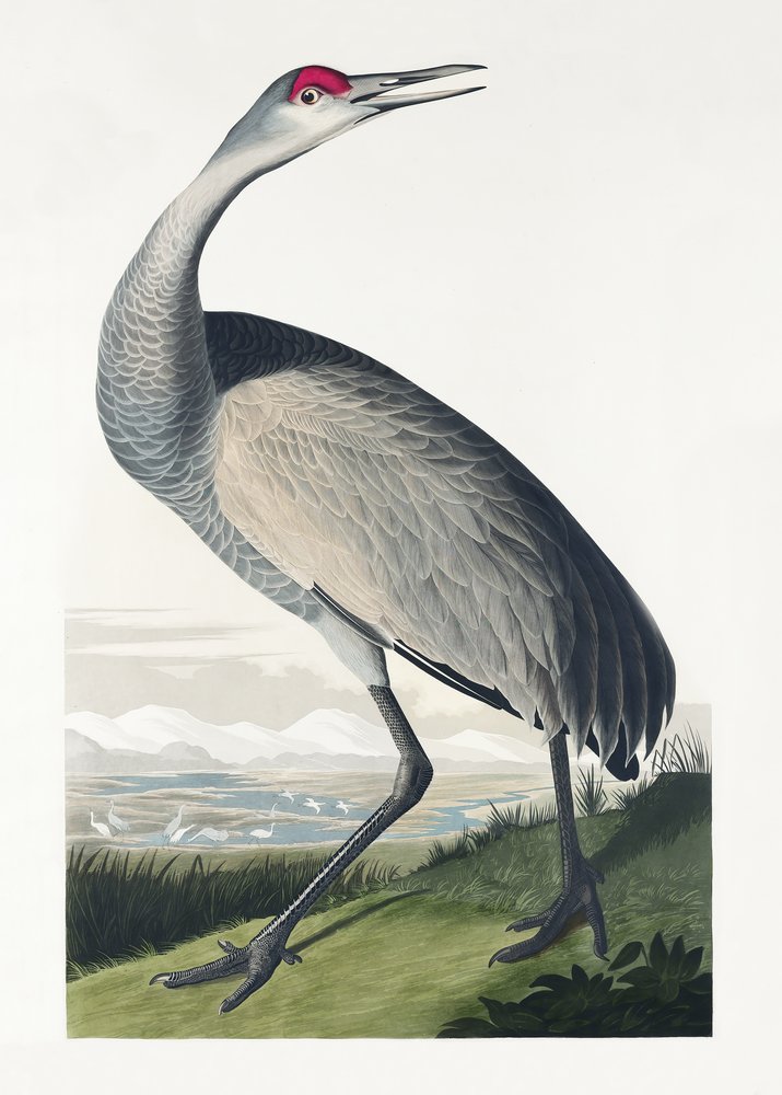  tekijältä John James Audubon