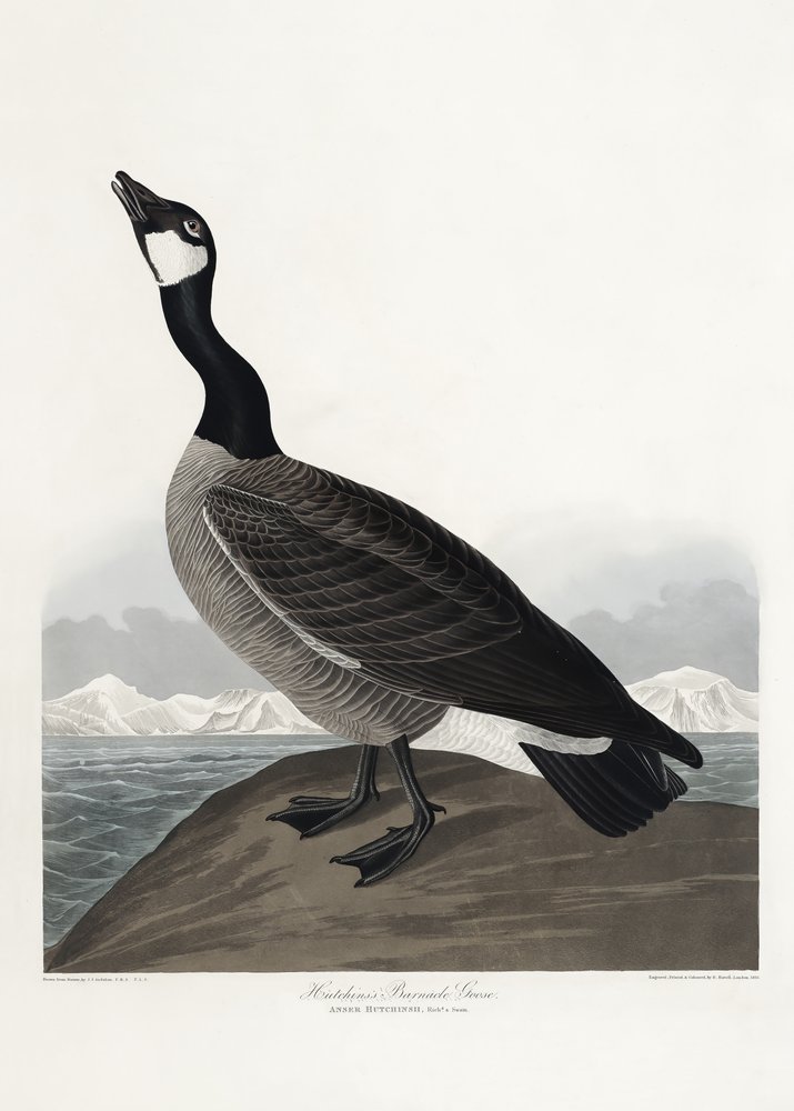  tekijältä John James Audubon