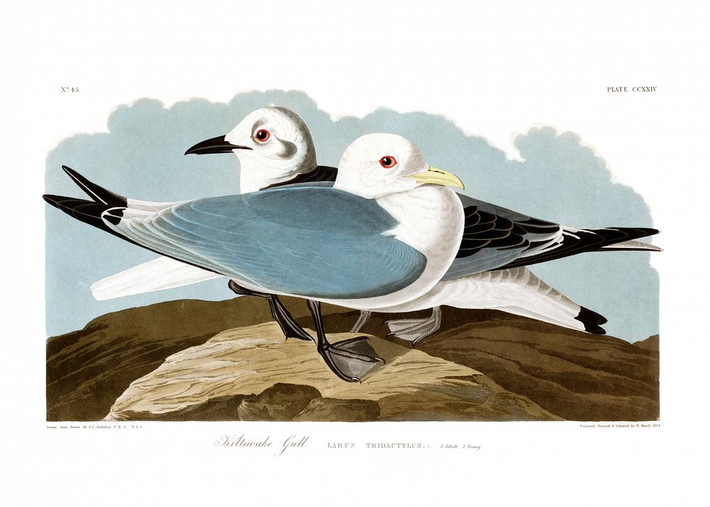 kolmivarvaslokki tekijältä John James Audubon