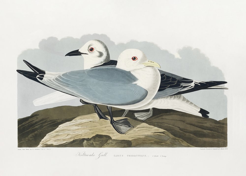 tekijältä John James Audubon