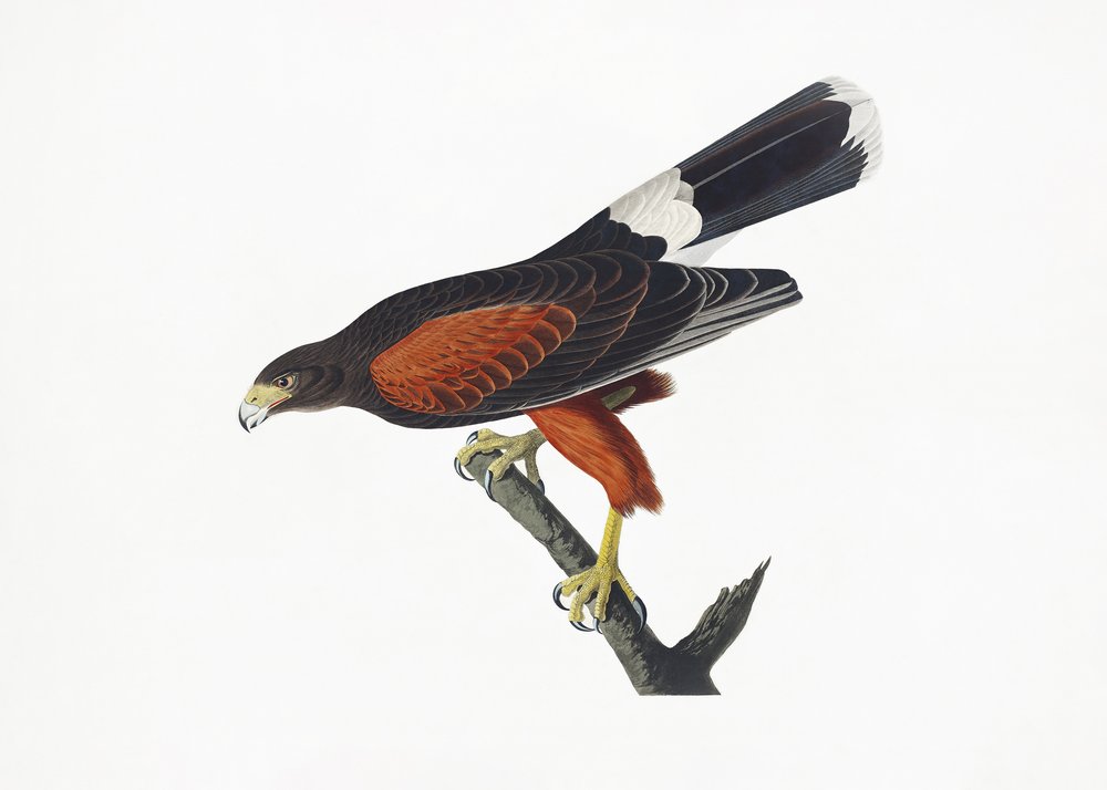  tekijältä John James Audubon