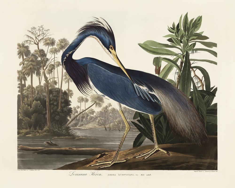  tekijältä John James Audubon