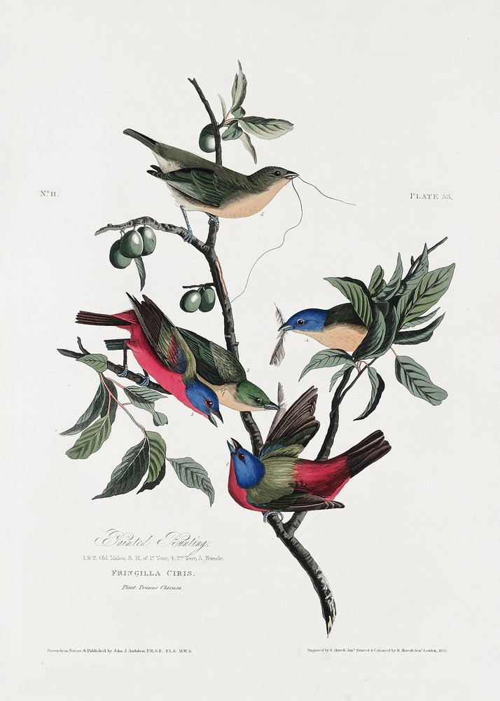  tekijältä John James Audubon