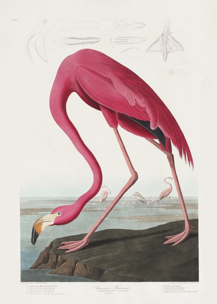  tekijältä John James Audubon